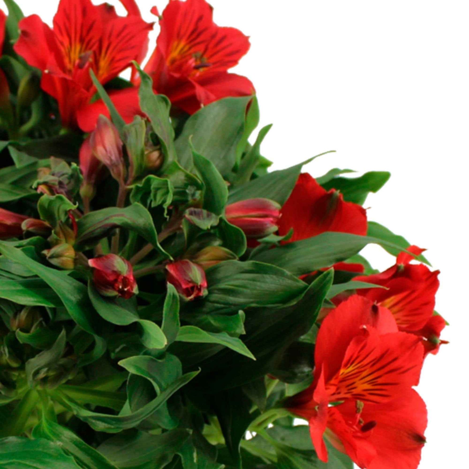 Alstroemeria colorita Rouge - Caractéristiques des plantes