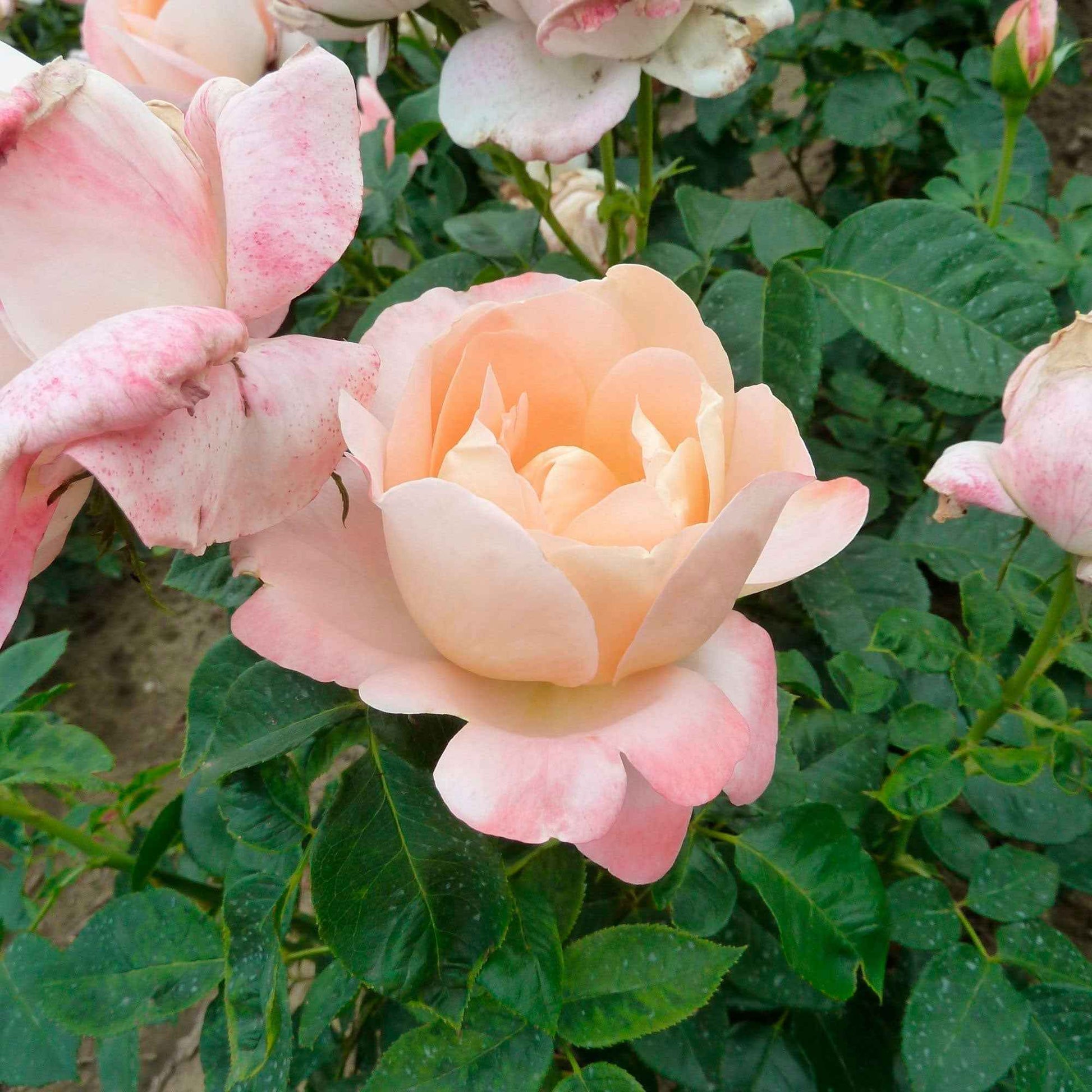 3x Rosier à grandes fleurs Rosa 'Isabelle Autissier'® Jaune-Rose  - Plants à racines nues - Espèces de plantes