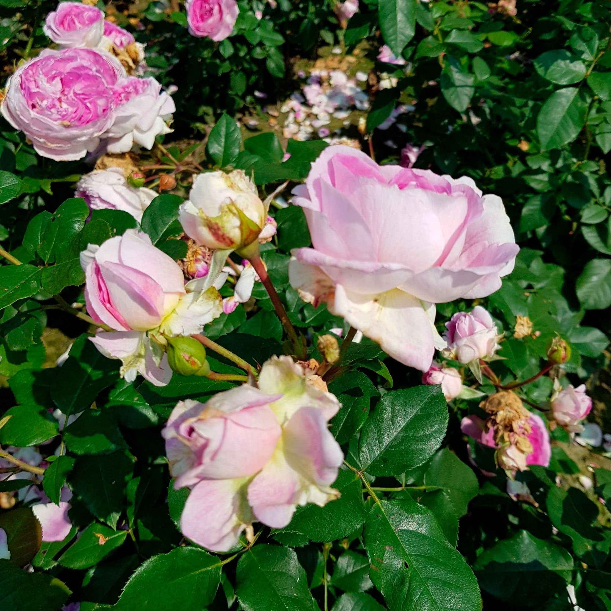 3x Rosier multiflore Rosa 'Saphir'® Violet  - Plants à racines nues - Espèces de plantes