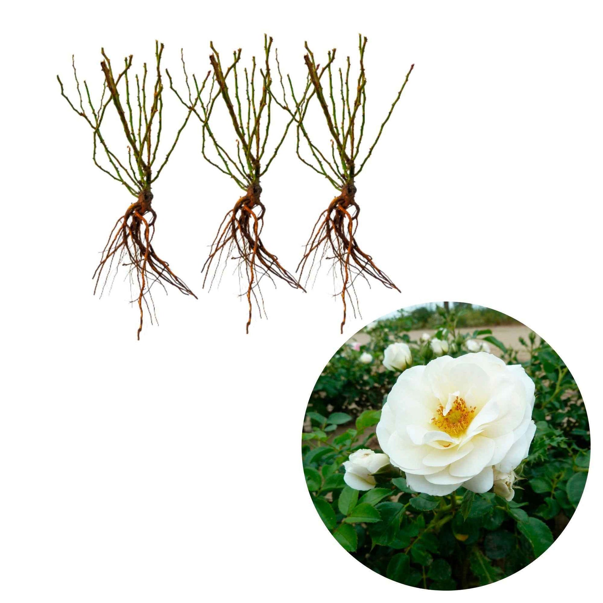 3x Rosier multiflore Rosa 'Sirius'® Crème-Rose  - Plants à racines nues - Plantes d'extérieur