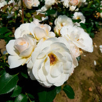 3x Rosier multiflore Rosa 'Sirius'® Crème-Rose  - Plants à racines nues - Nouvelles plantes d'extérieur