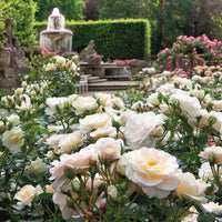 3x Rosier multiflore Rosa 'Sirius'® Crème-Rose  - Plants à racines nues - Espèces de plantes