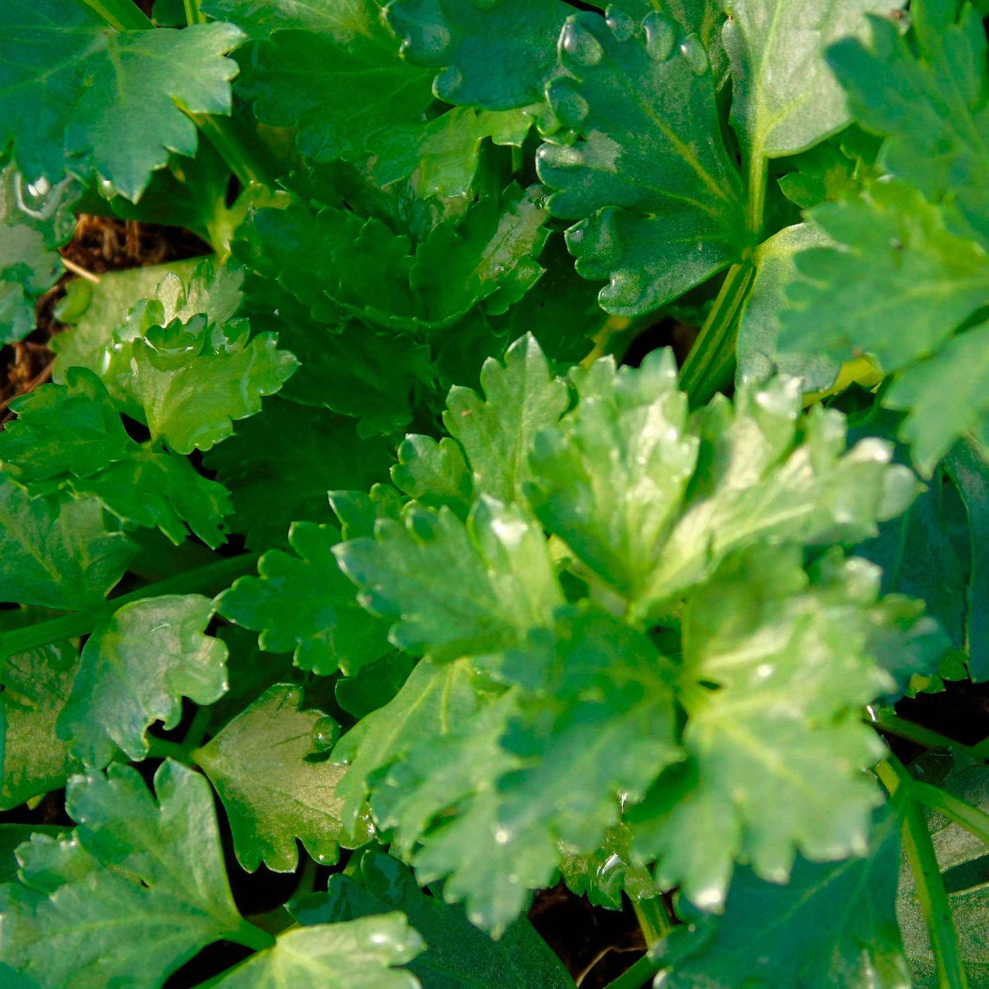 Apium  Vert - Bio - Nouvelles plantes d'extérieur