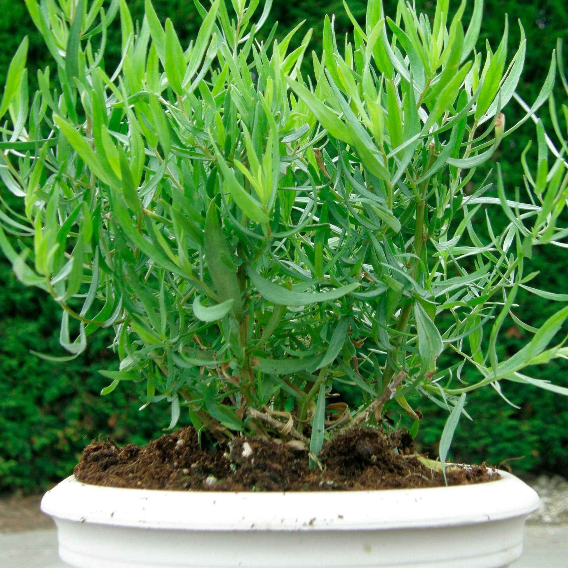 Artemisia  'Senior' Vert - Bio - Nouvelles plantes d'extérieur
