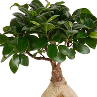 Treurvijg Ficus microcarpa 'Ginseng' - Plantes pour le salon