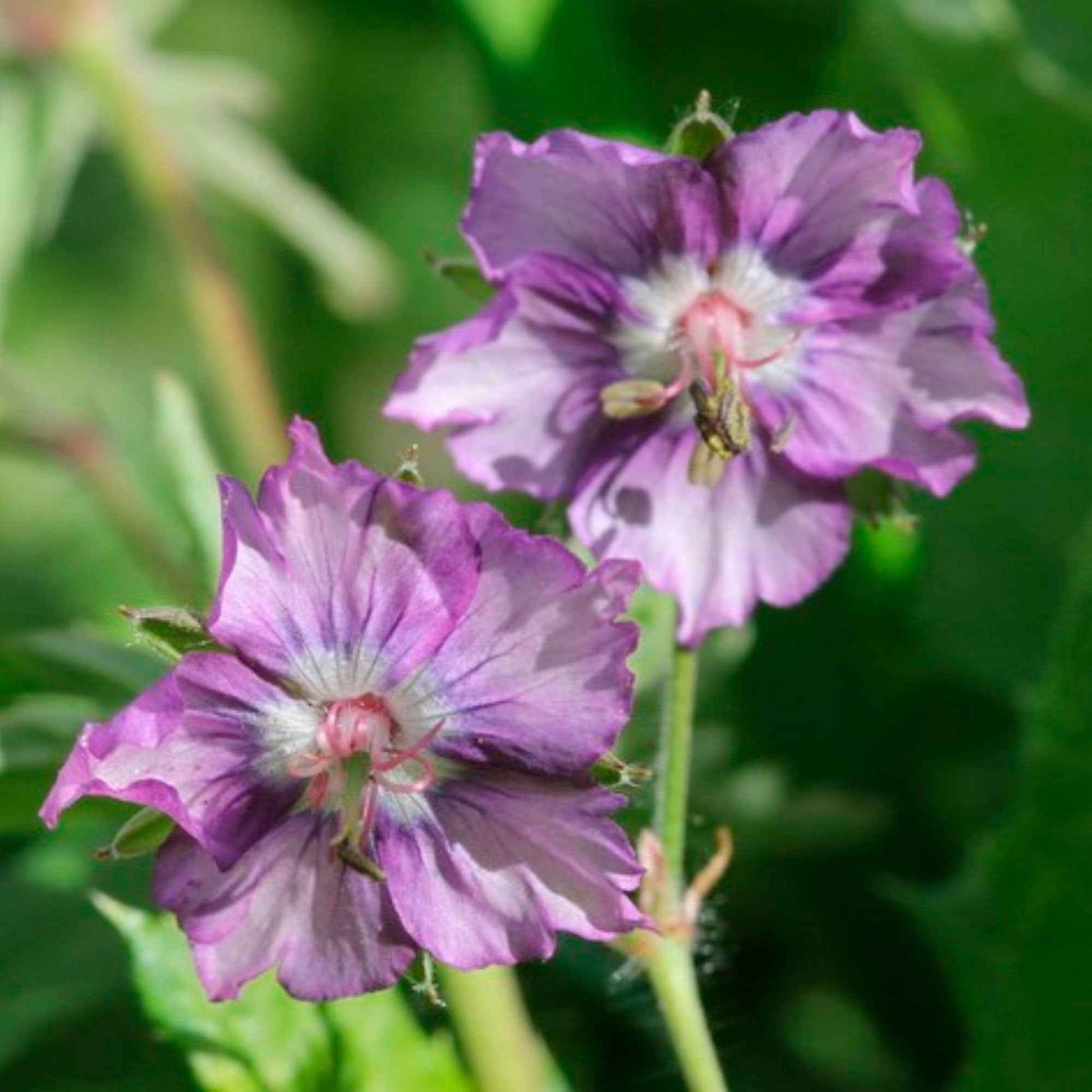 Géranium Geranium 'Kora' Violet-Blanc - Bio - Arbustes à papillons et plantes mellifères