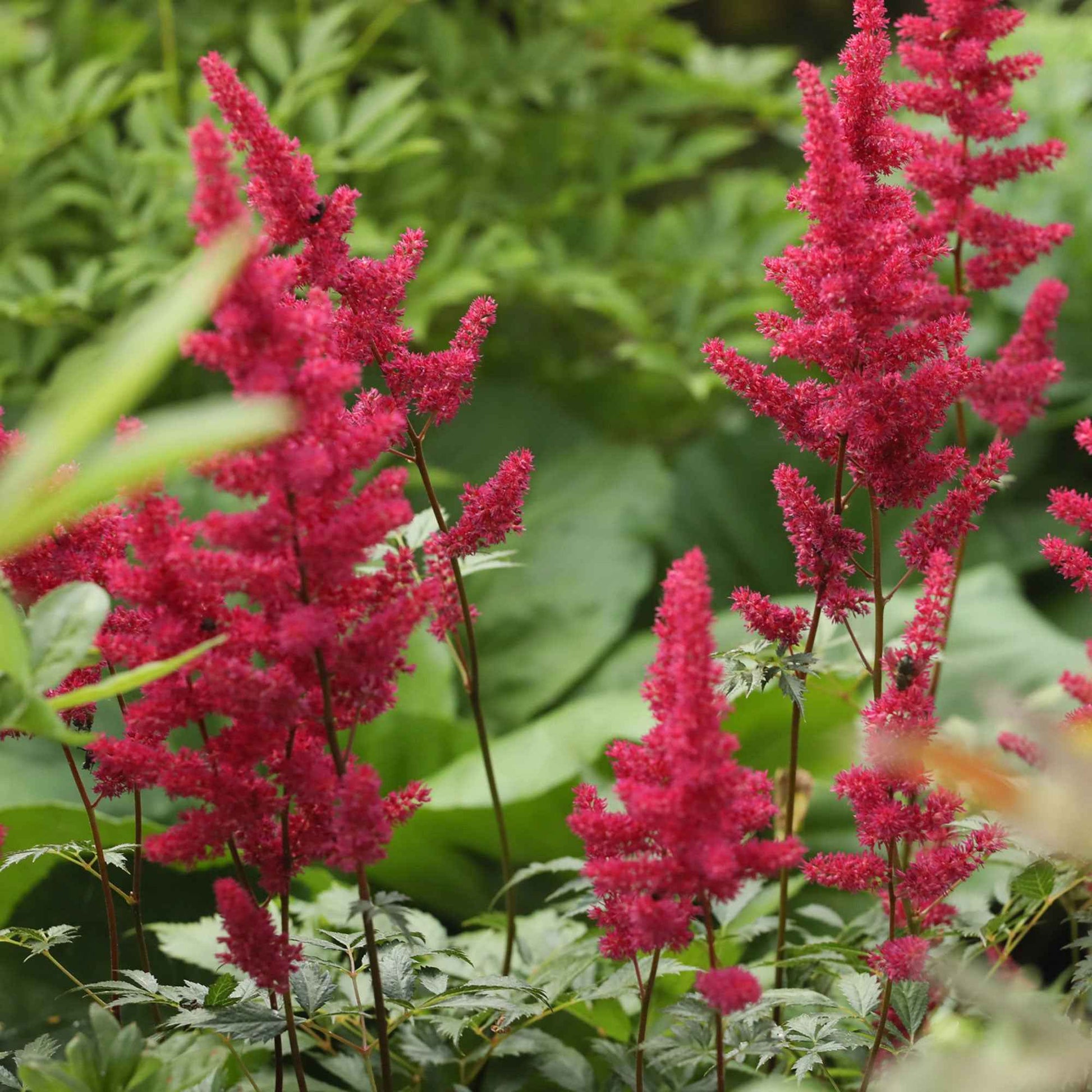 Astilbe du Japon Astilbe 'Red Sentinel' Rouge - Nouvelles plantes d'extérieur