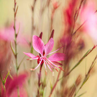Gaura 'Butterfly Dark Pink'  Blanc-Rose - Caractéristiques des plantes