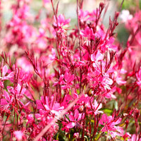 Gaura 'Butterfly Dark Pink'  Blanc-Rose - Nouvelles plantes d'extérieur