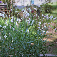 Gaura 'White Dove'  Blanc - Plantes d'extérieur