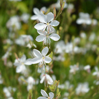 Gaura 'White Dove'  Blanc - Nouvelles plantes d'extérieur