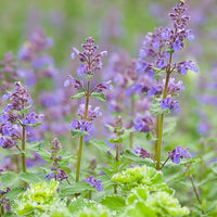 Népèta parfumée Nepeta 'Purrsian Blue' Violet-Bleu - Plantes d'extérieur