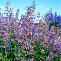 Népèta parfumée Nepeta 'Purrsian Blue' Violet-Bleu - Caractéristiques des plantes
