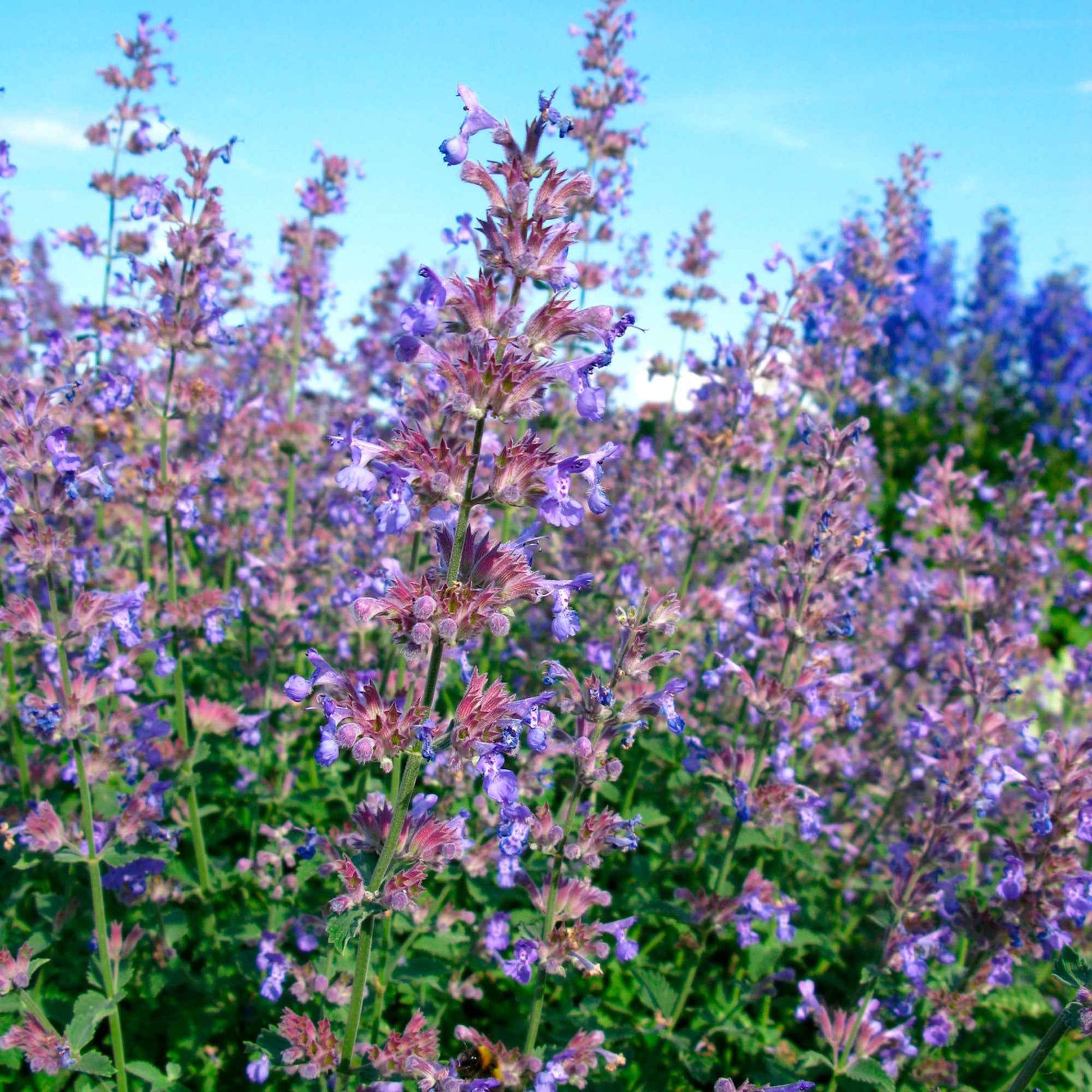 Népèta parfumée Nepeta 'Purrsian Blue' Violet-Bleu - Nouvelles plantes d'extérieur