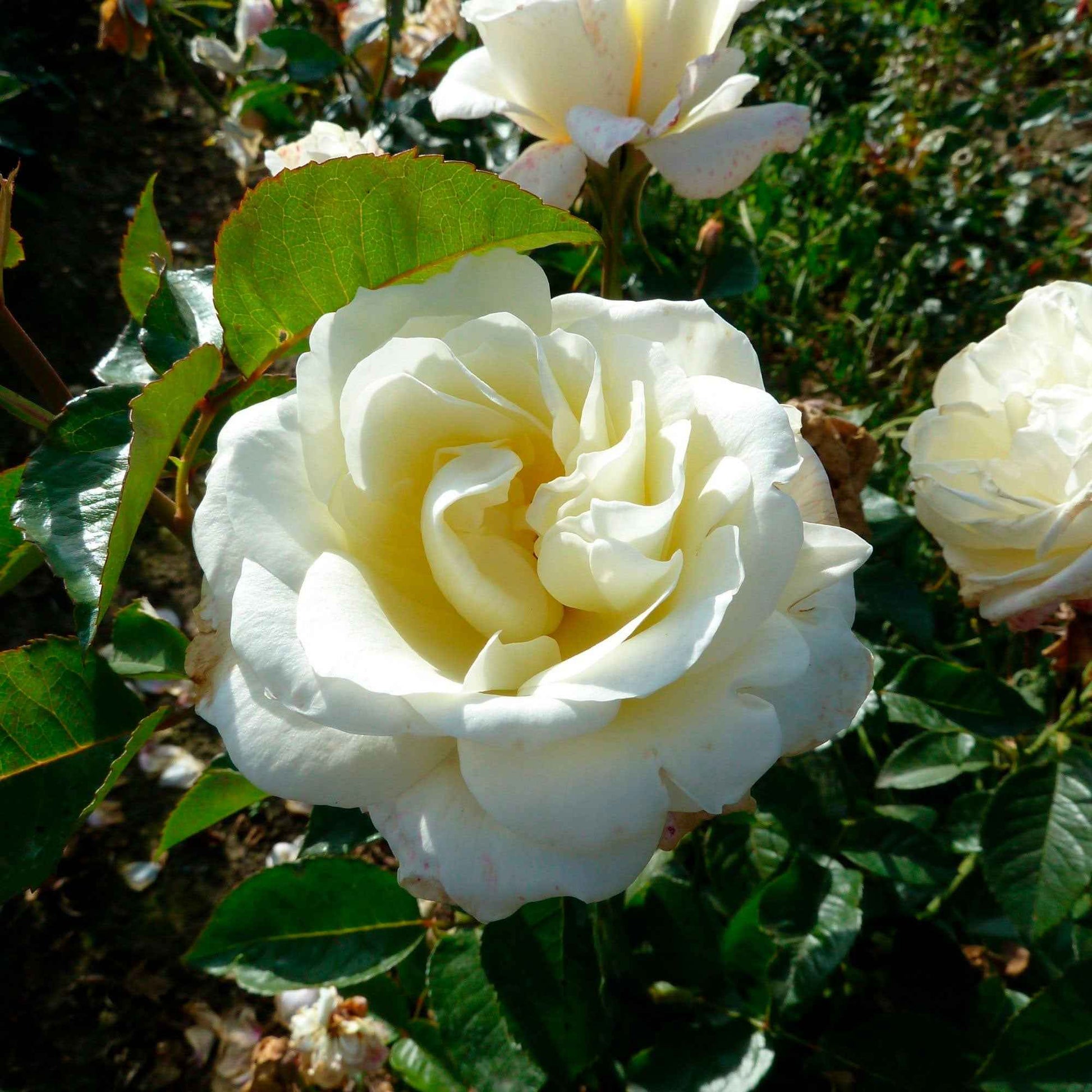 Rosier à grandes fleurs Rosa  'True Love'® Blanc  - Plants à racines nues - Nouvelles plantes d'extérieur