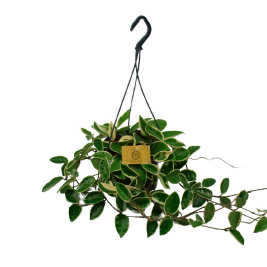 Fleur de cire Hoya 'Krimson Queen'  - Plante suspendue - Plantes d'intérieur