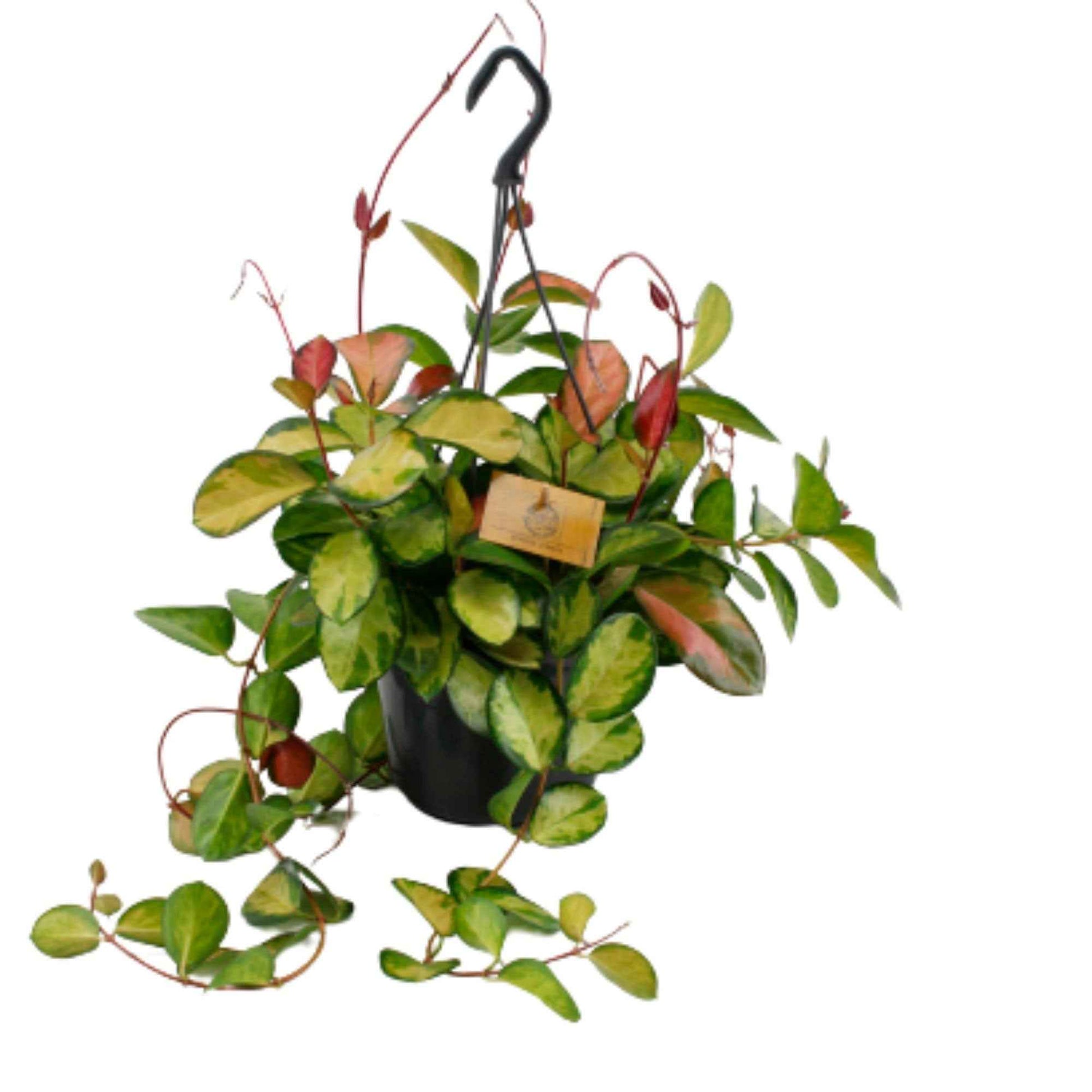 Hoya australis 'Lisa' vert-jaune, avec pot suspendu en plastique  - Plante suspendue - Plantes d'intérieur