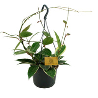 Fleur de cire Hoya macrophylla  - Plante suspendue - Plantes d'intérieur : les tendances actuelles