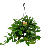 Fleur de cire Hoya 'Shirley'  - Plante suspendue - Plantes d'intérieur : les tendances actuelles