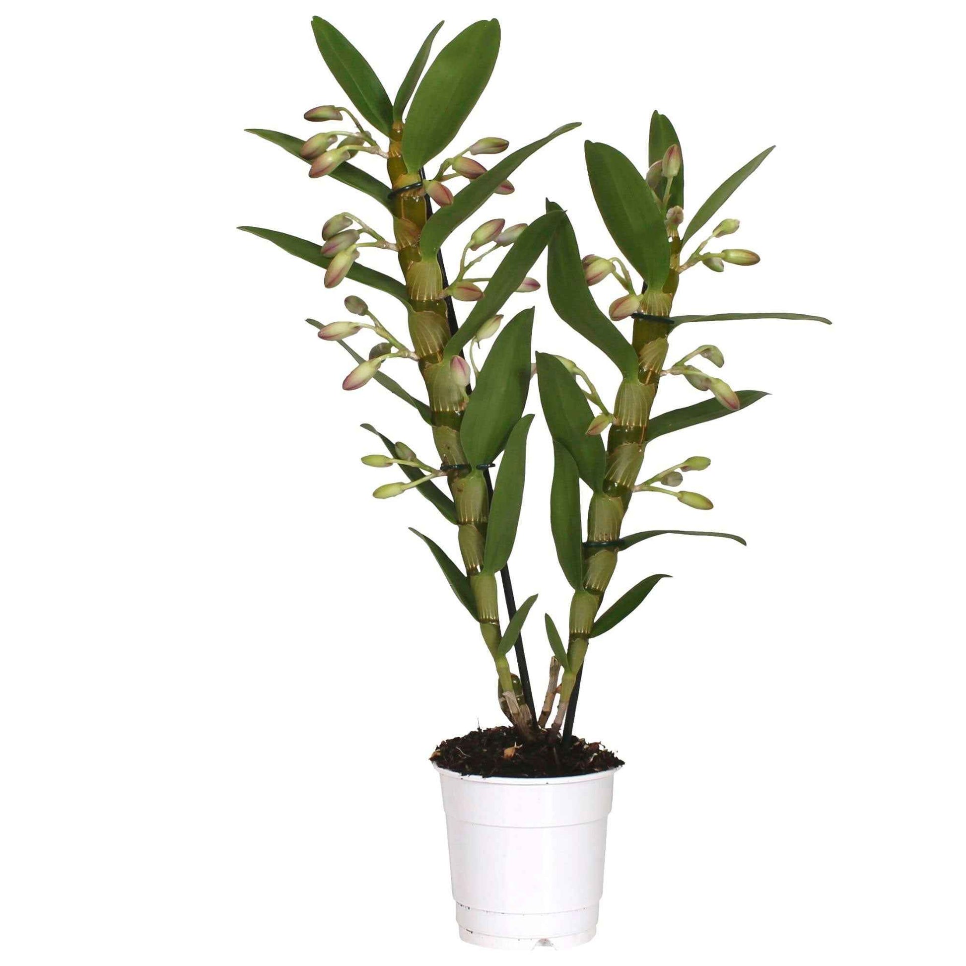 Plante: Orchidée Dendrobium