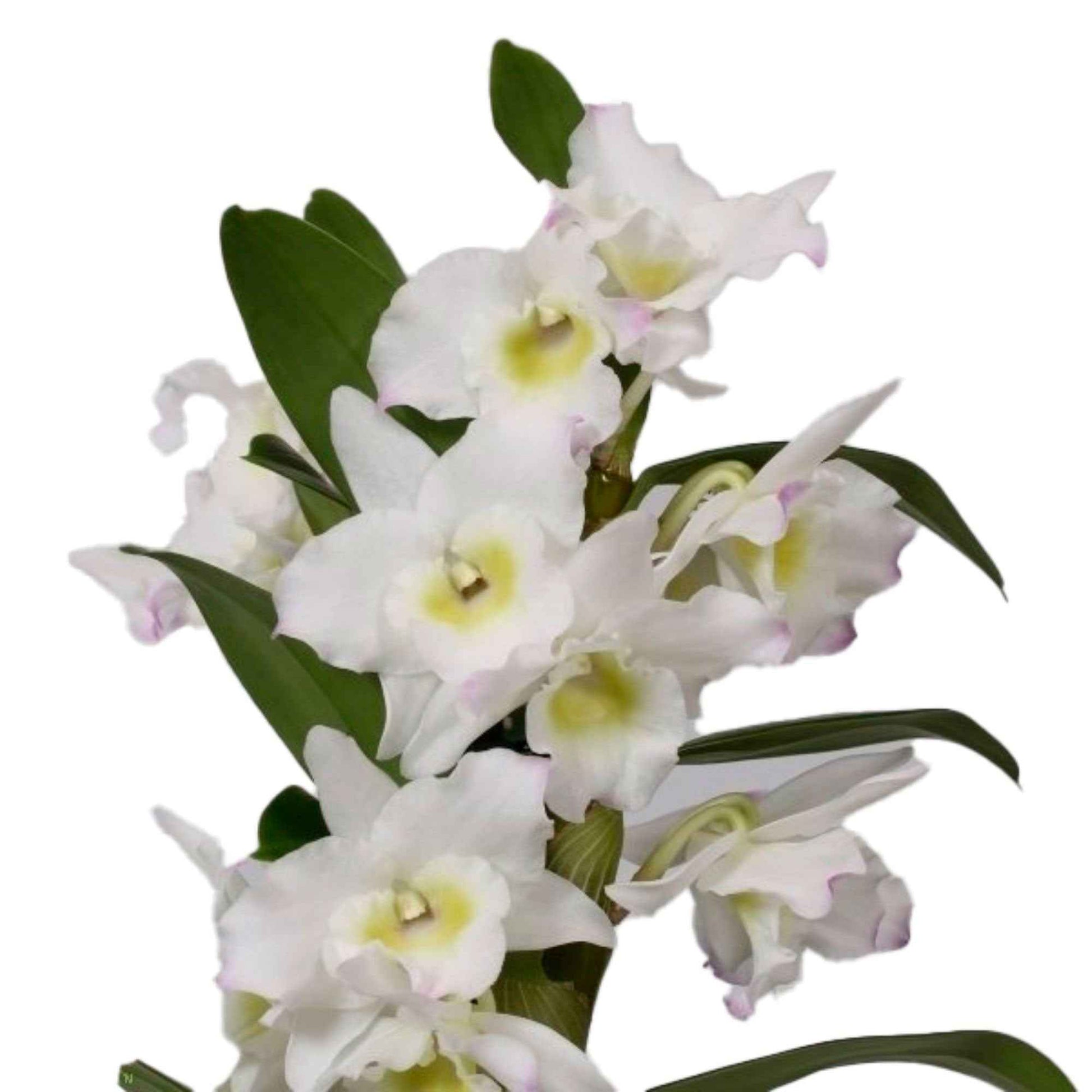 Orchidée Dendrobium 'Apollon' Blanc-Jaune - Orchidée - Phalaenopsis