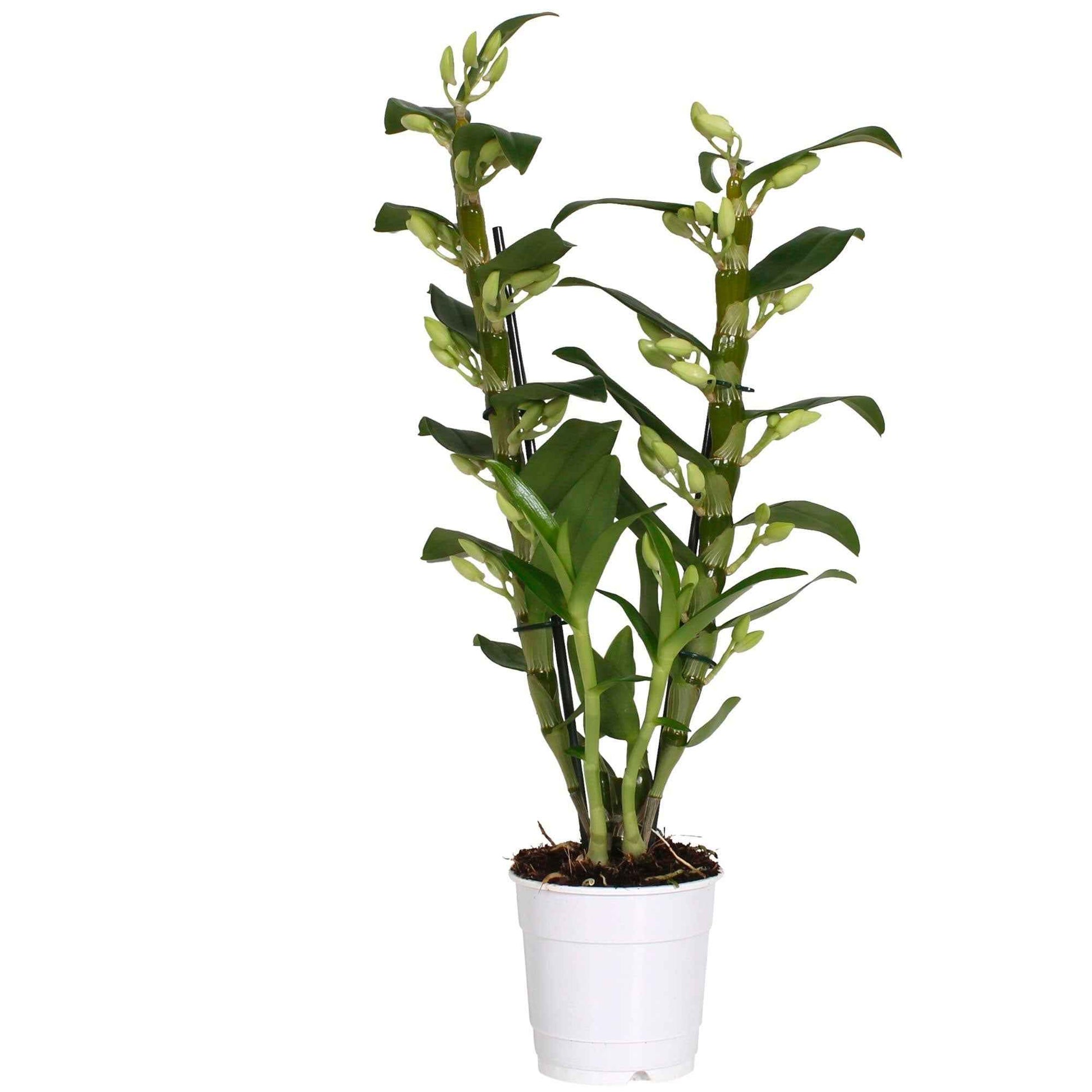 Orchidée Dendrobium 'Apollon' Blanc-Jaune - Nouvelles plantes d'intérieur