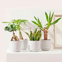 4x Plantes d'intérieur - Melange 'Amazone' - Ensembles de plantes d'intérieur