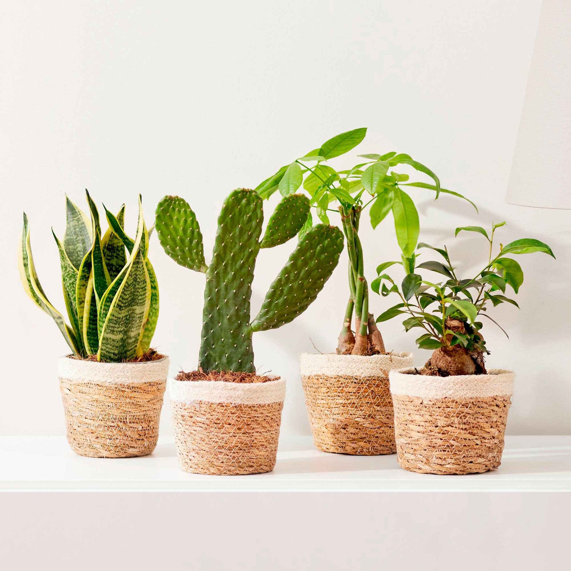 4 plantes d'intérieur 'Asia Mix' Vert avec pot décoratif - Ensembles de plantes d'intérieur