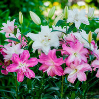 Lys Lilium 'Lotus' Rose-Rouge - Bulbes de fleurs populaires