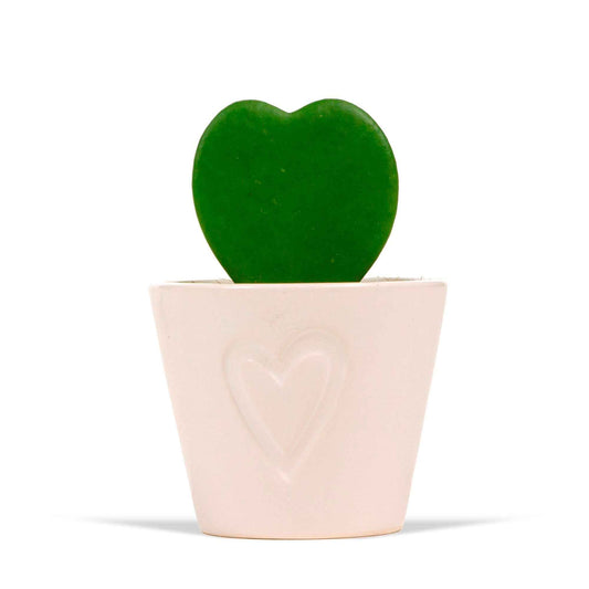 Fleur de cire Hoya kerrii avec pot décoratif - 1x plante: hauteur de livraison 12-15 cm, pot de Diamètre 7 cm + 1x pot - Cadeaux Saint Valentin - undefined