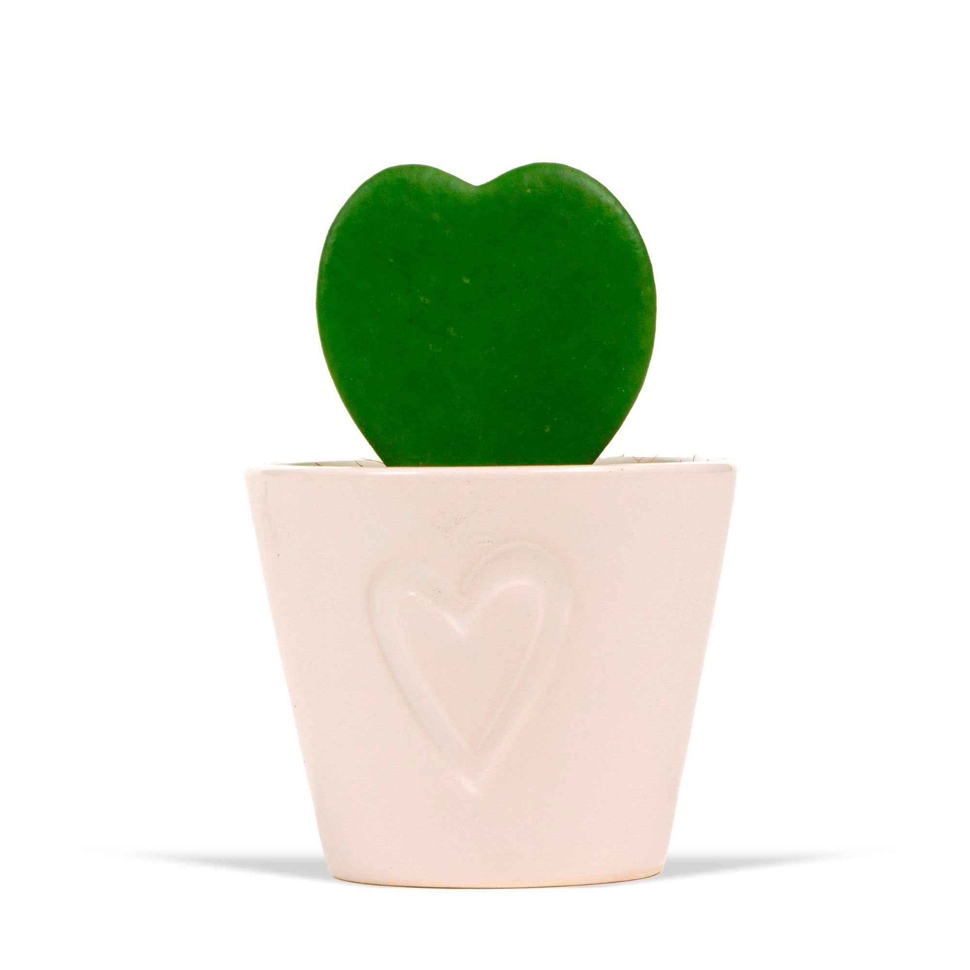 Fleur de cire Hoya kerrii avec pot décoratif - Cadeaux Saint Valentin