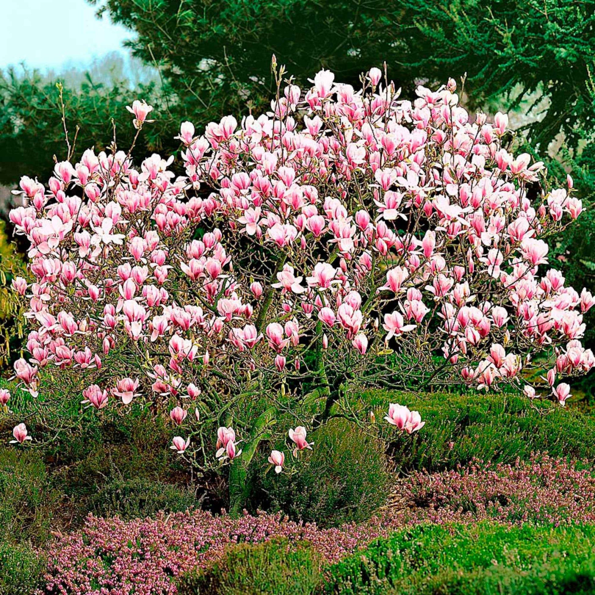 Magnolia de Soulange - Arbustes fleuris