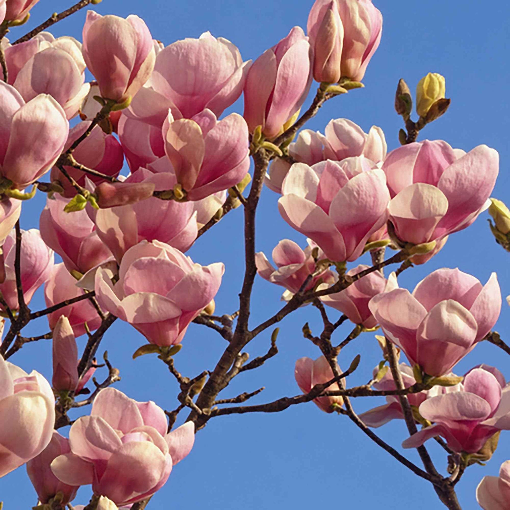 Magnolia de Soulange - Caractéristiques des plantes