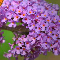 Lilas Syringa Violet - Arbustes