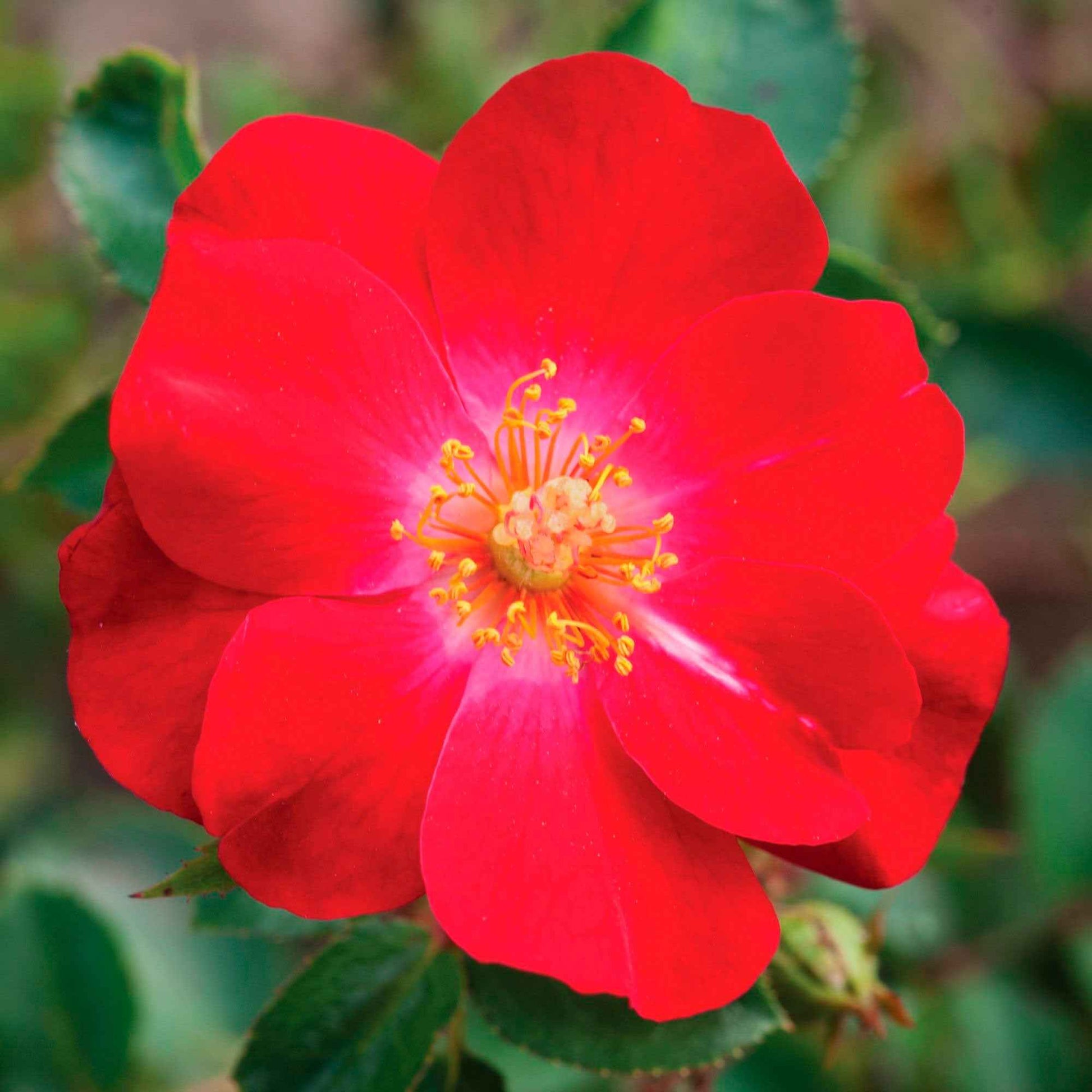 Rosier Rosa 'Amulet Mella'® Rouge - Nouvelles plantes d'extérieur