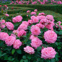 Rosier à grandes fleurs Rosa 'Romina'® Rose - Espèces de plantes