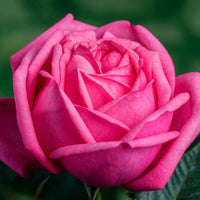 Rosier à grandes fleurs Rosa 'Romina'® Rose - Nouvelles plantes d'extérieur