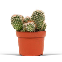 Cactus boule Mammillaria spinosissima - Facile d’entretien