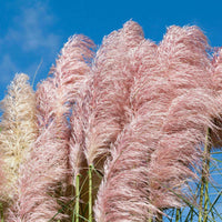 Herbe de la pampa Cortaderia 'Pink Feathers' Blanc-Rose - Herbe de la pampa - Cortaderia