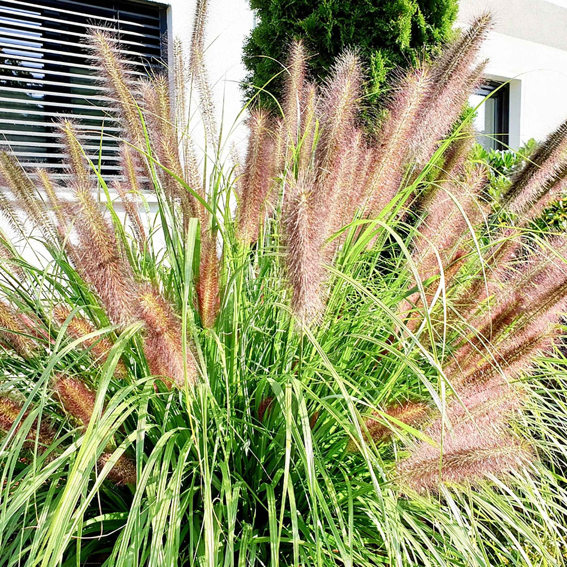 Pennisetum 'Flamingo' - Nouvelles plantes d'extérieur