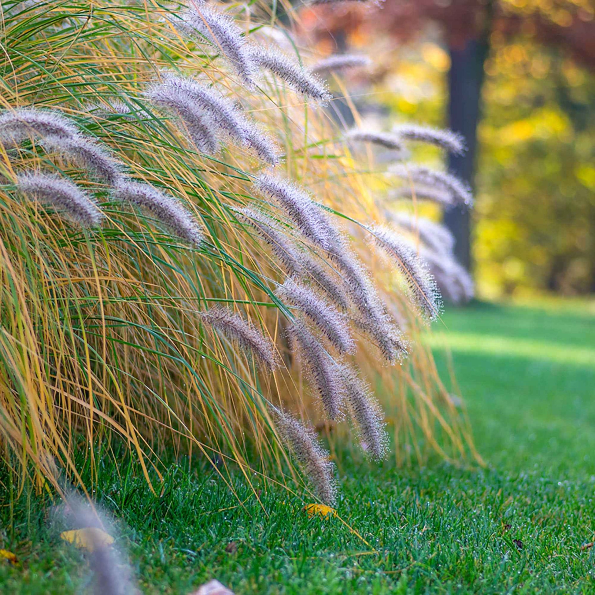 Pennisetum 'Flamingo' - Graminées