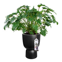 Elho Pure Coupe -  Pot pour l'intérieur et l'extérieur Noir - Nouveaux pots de fleurs