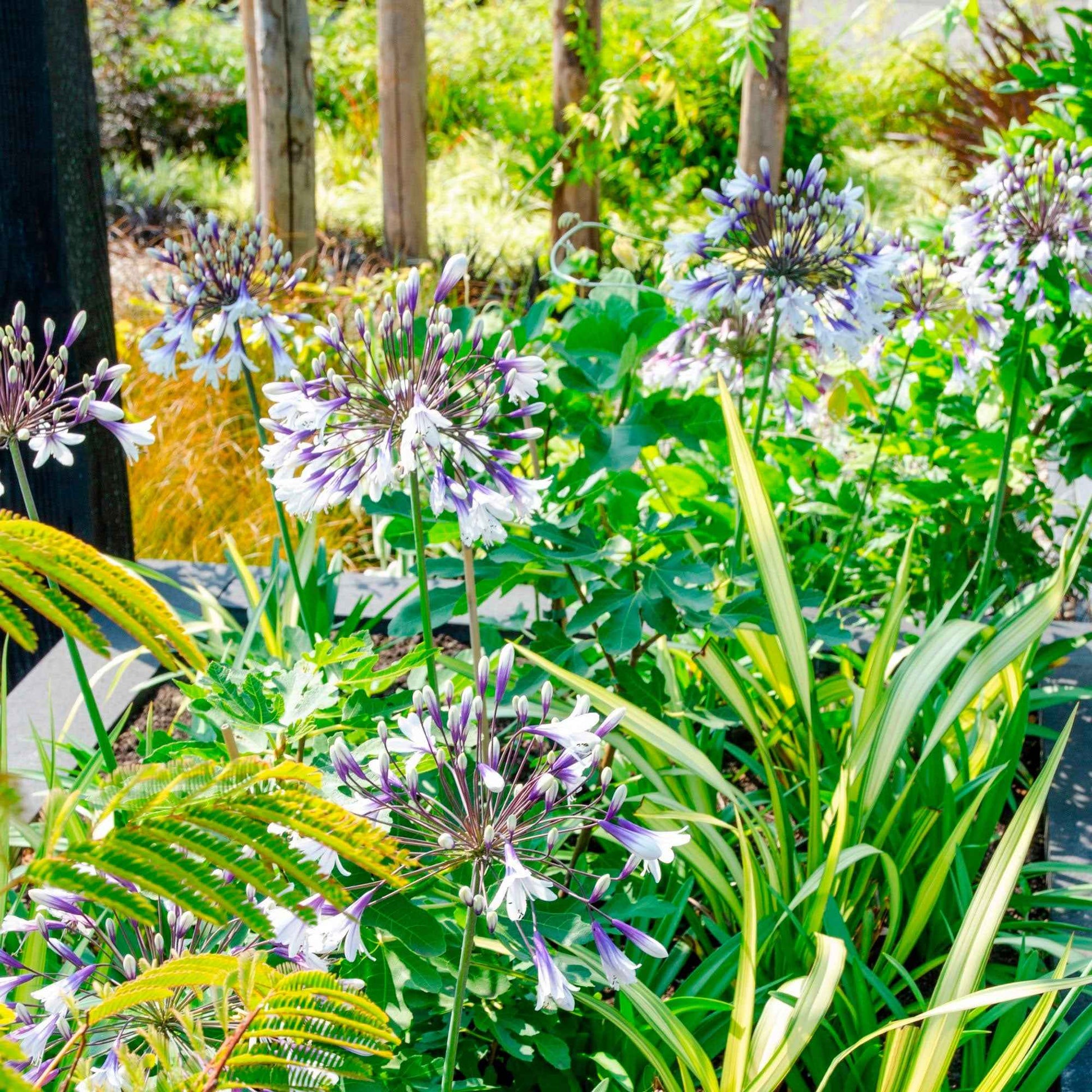 Lis africain Agapanthus 'Fireworks' Violet-Blanc - Nouvelles plantes d'extérieur