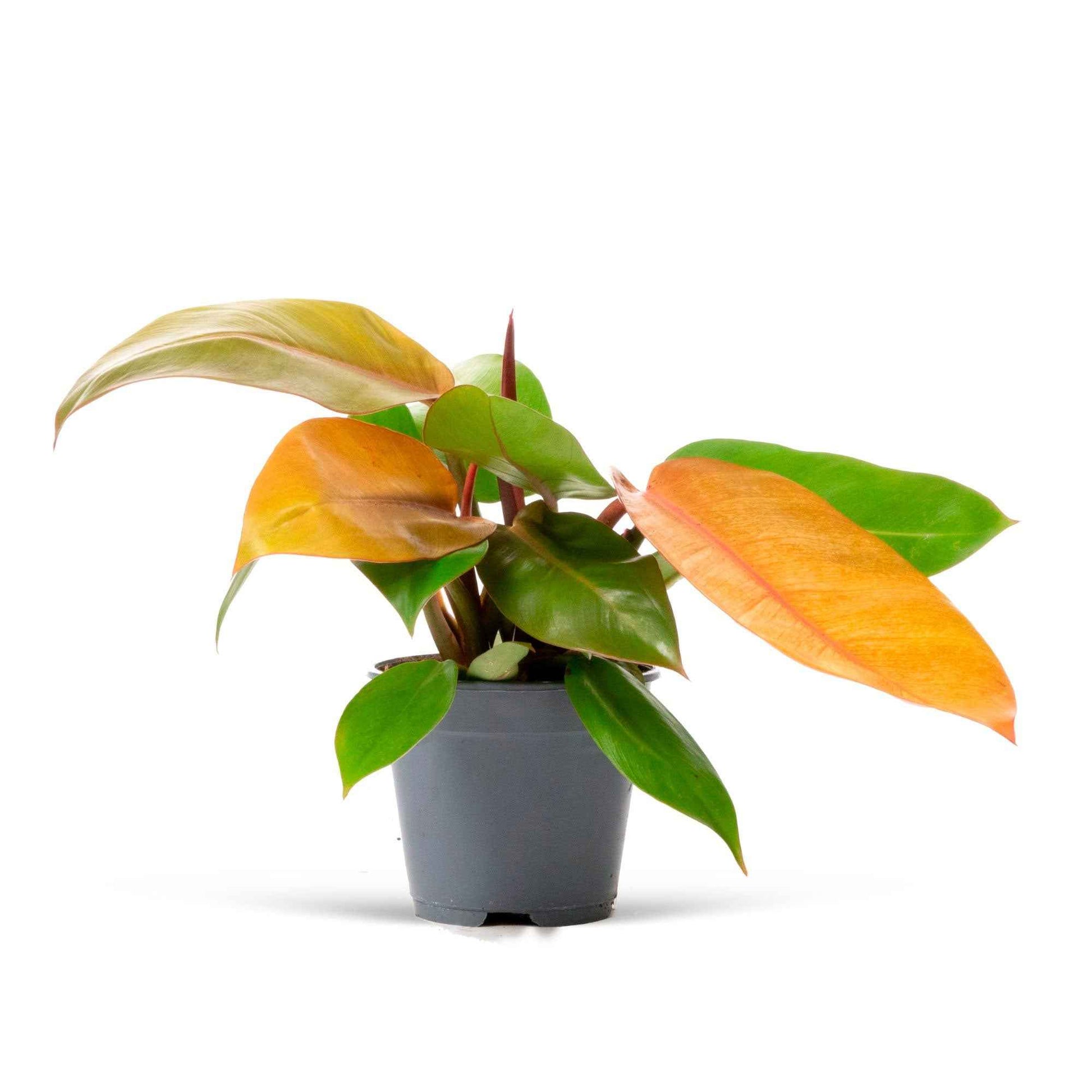 Philodendron 'Prince Of Orange' - Facile d’entretien