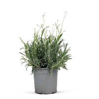 Lavande lavendula angustifolia Vert-Gris - Espèces de plantes