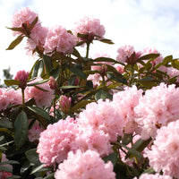 Rhododendron  'Kalinka' Rose - Arbustes