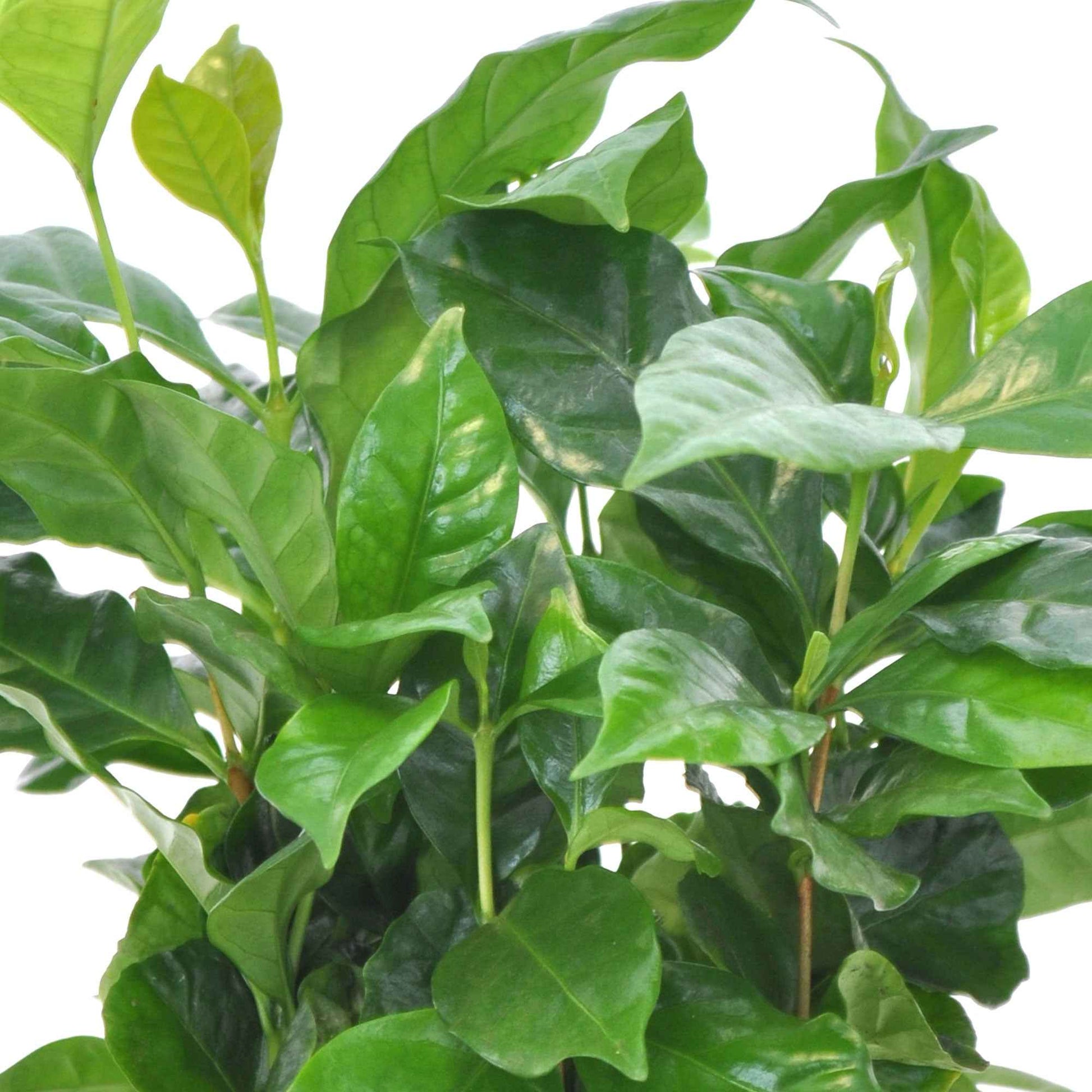 Caféier Coffea arabica incl. pot parfumé - Petites plantes d'intérieur