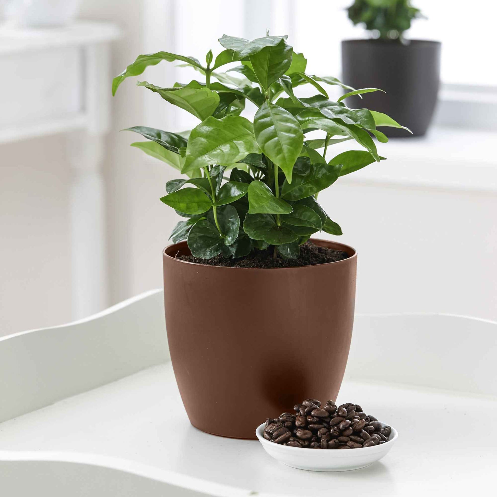 Caféier Coffea arabica incl. pot parfumé - Ensembles de plantes d'intérieur