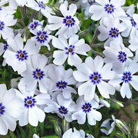 6x Couvre-sol - Phlox mousse 'Bavaria' bleu-blanc - Arbustes à papillons et plantes mellifères
