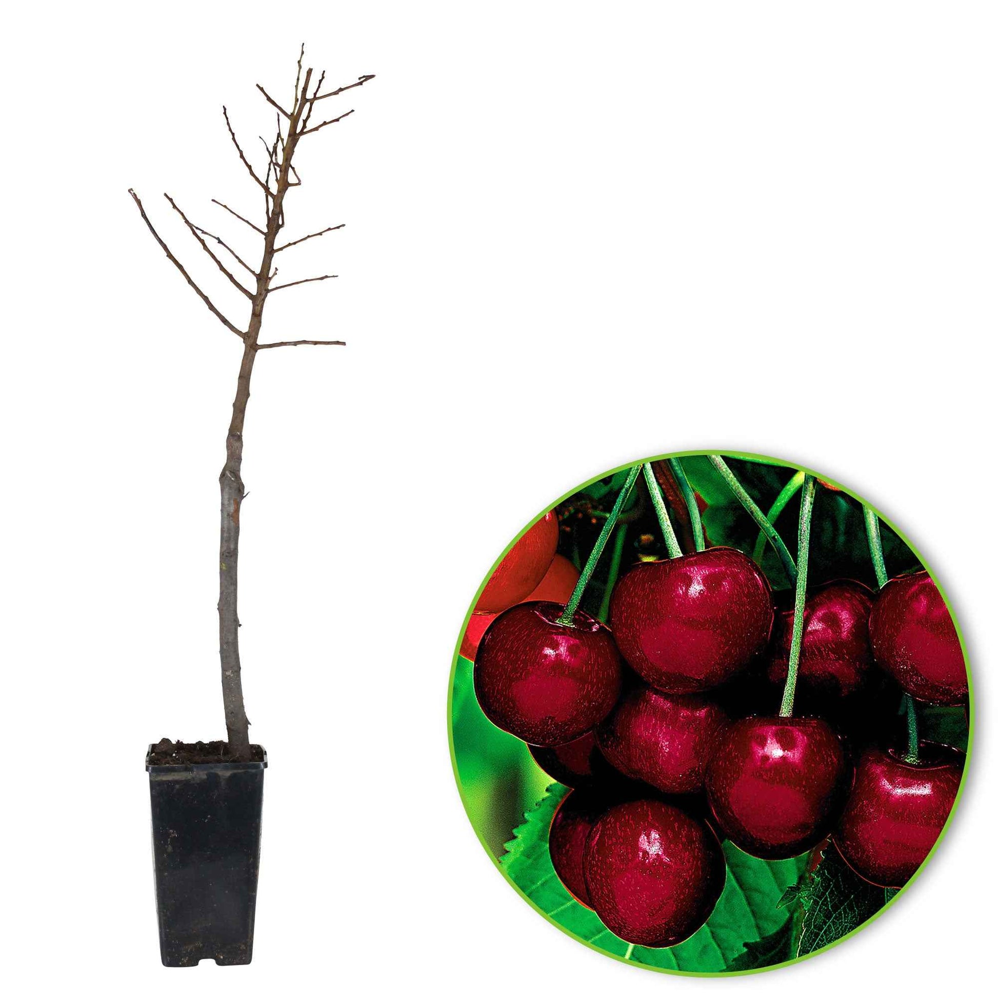 Mini Cerisier en pot - Arbres fruitiers